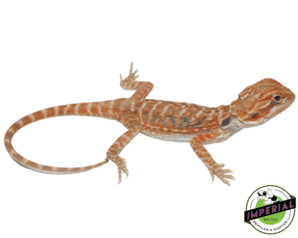 orange bearded dragon for sale, buy reptiles online