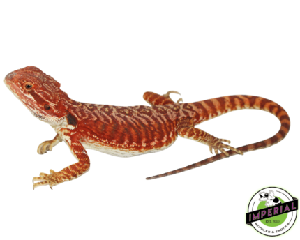 Buy Red Leatherback Bearded Dragon Male