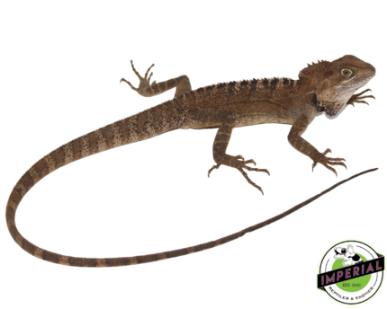 Forest Dragon for sale online at cheap prices, buy reptiles for sale near me