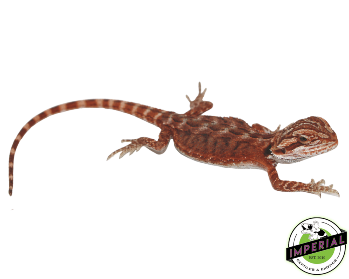 bearded dragon for sale online, buy bearded dragons at cheap prices