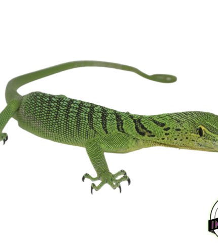 Green Tree Monitor Adult