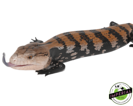 blue tongue skink for sale, buy reptiles online