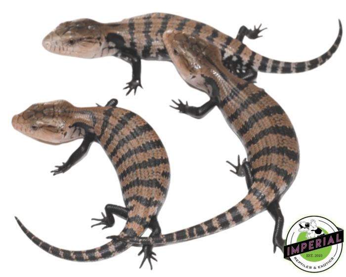 blue tongue skink for sale, buy reptiles online