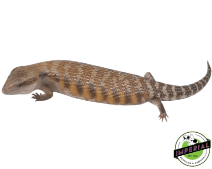 northern blue tongue skink for sale, buy reptiles online