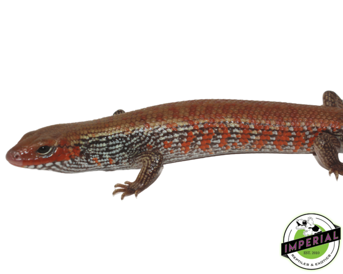 fire skink for sale, buy reptiles online