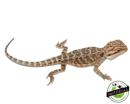 bearded dragon for sale, buy reptiles online