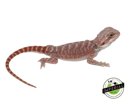 Hypo Deep Red Bearded Dragon