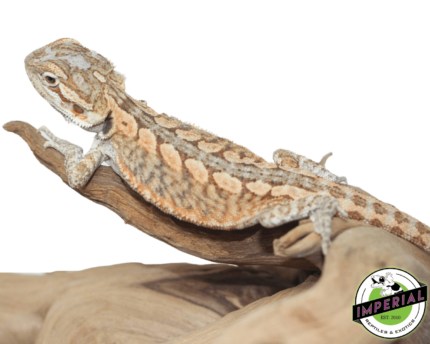 hypo snow leatherback bearded dragon for sale, buy reptiles online