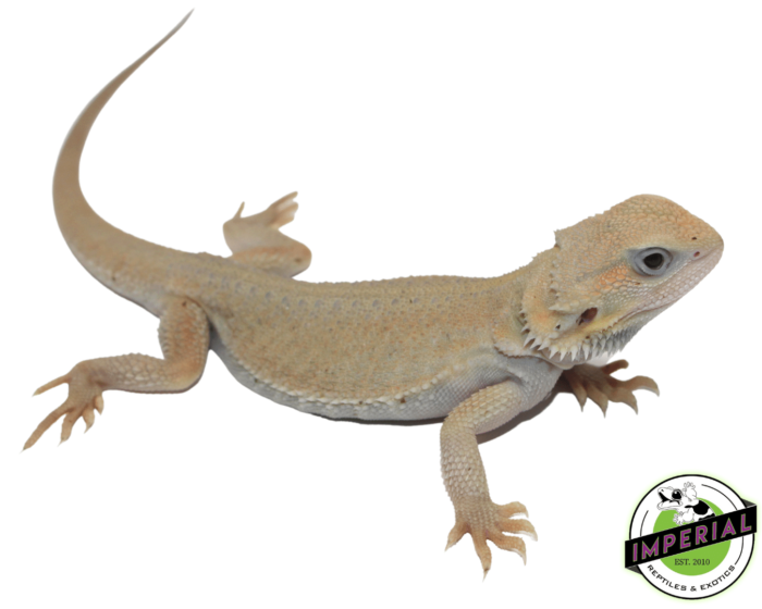 bearded dragon for sale online, buy bearded dragons at cheap prices