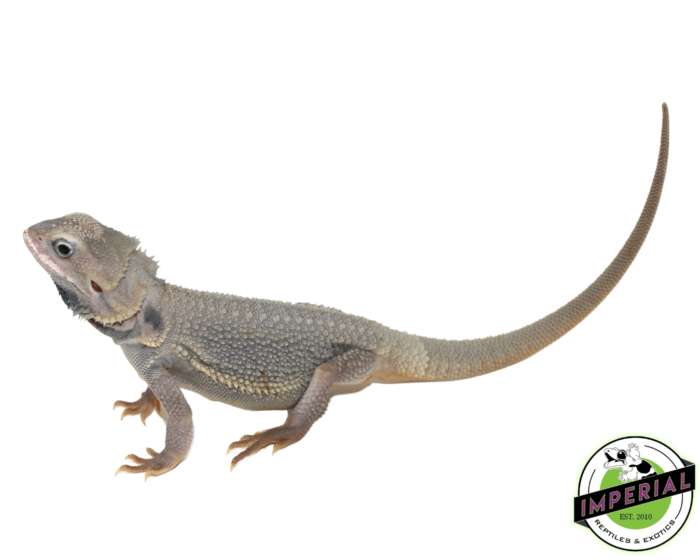 Buy Hypo Translucent Zero Bearded Dragon Sub-Adult Male Online