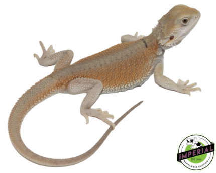 bearded dragon for sale online, buy bearded dragons at cheap prices