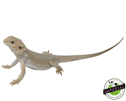 buy Hypo Witblits Bearded Dragon online at cheap prices