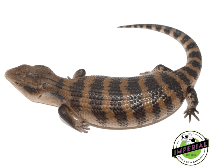 blue tongue skink for sale, buy reptiles online