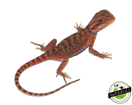 bearded dragon for sale online, buy bearded dragons at cheap prices