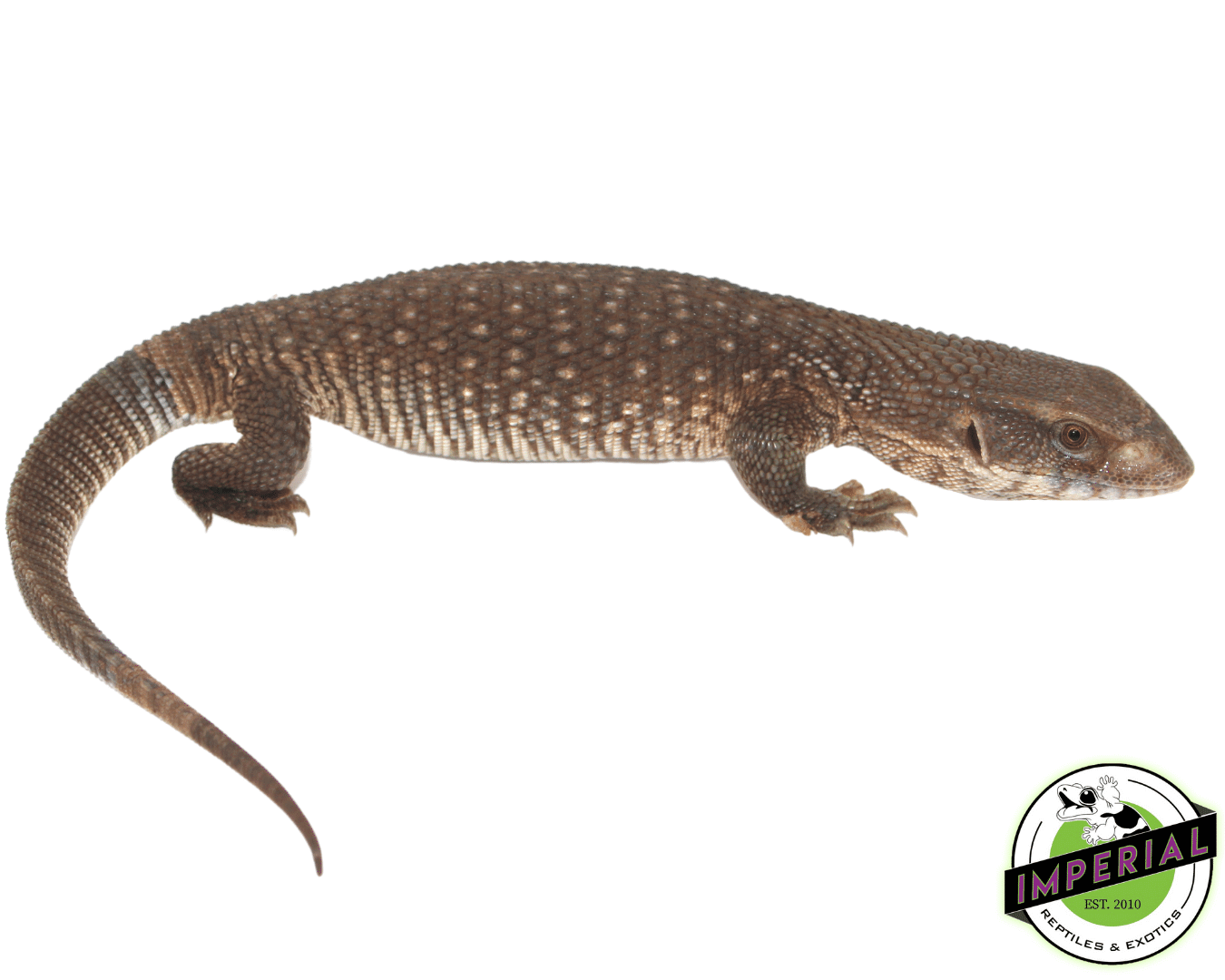 savannah monitor lizard for sale, buy reptiles online