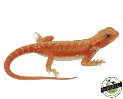 Lava bearded dragon for sale, buy reptiles online