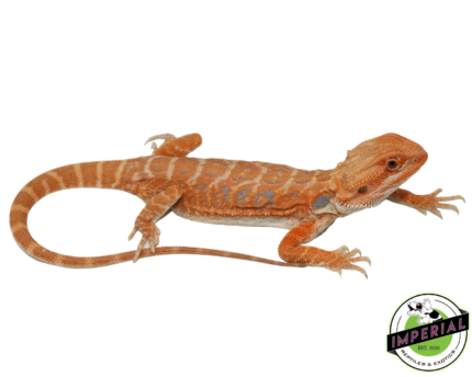 bearded dragon for sale, buy reptiles online