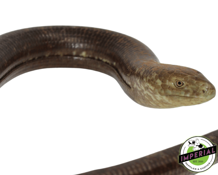 legless lizards for sale, buy reptiles online