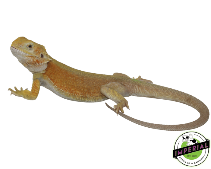 bearded dragon for sale online, buy bearded dragons at cheap prices