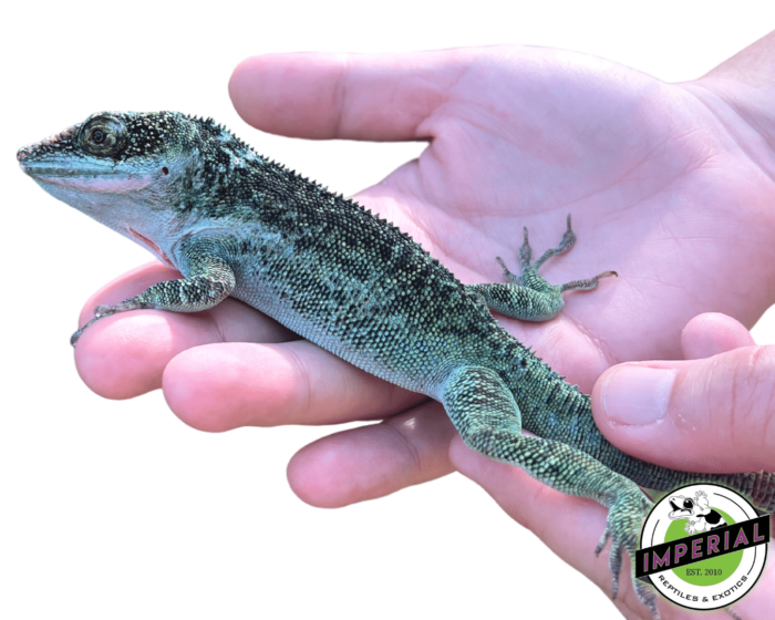 Anolis equestris luteogularis (White Throat) Knight Anole for sale online, buy knight anoles for sale near me at cheap prices