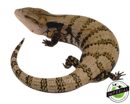 blue tongue skink for sale, buy reptiles online