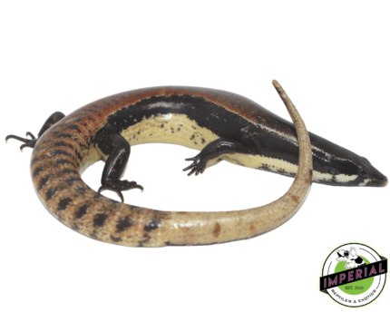 muellers skink for sale, buy reptiles online