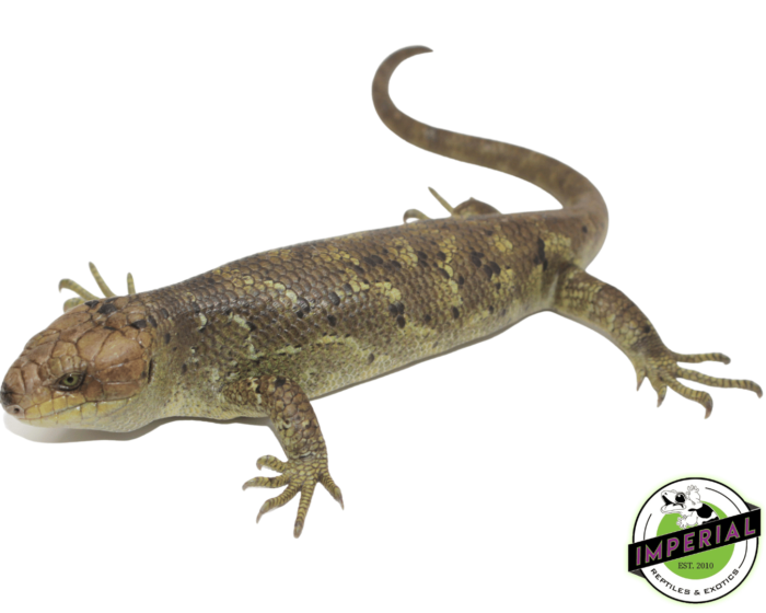 monkey tail skink for sale, buy reptiles online