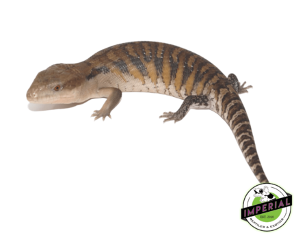 blue tongue skink for sale, buy reptiles online