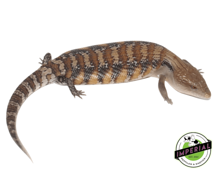 blue tongue skink for sale, buy reptiles online