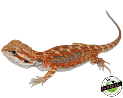 bearded dragon for sale online, buy bearded dragons at cheap prices