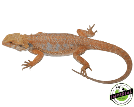 orange bearded dragon for sale, buy reptiles online