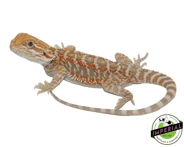 bearded dragon for sale, buy bearded dragons online at cheap prices