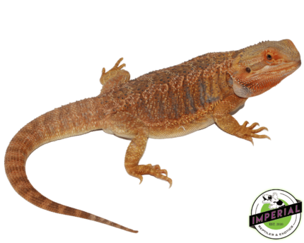 bearded dragon for sale online, buy bearded dragons at cheap prices