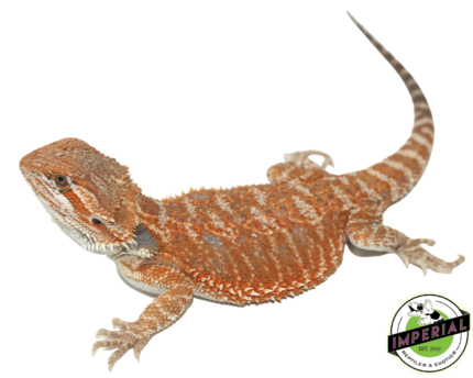 bearded dragon for sale, buy bearded dragons online at cheap prices