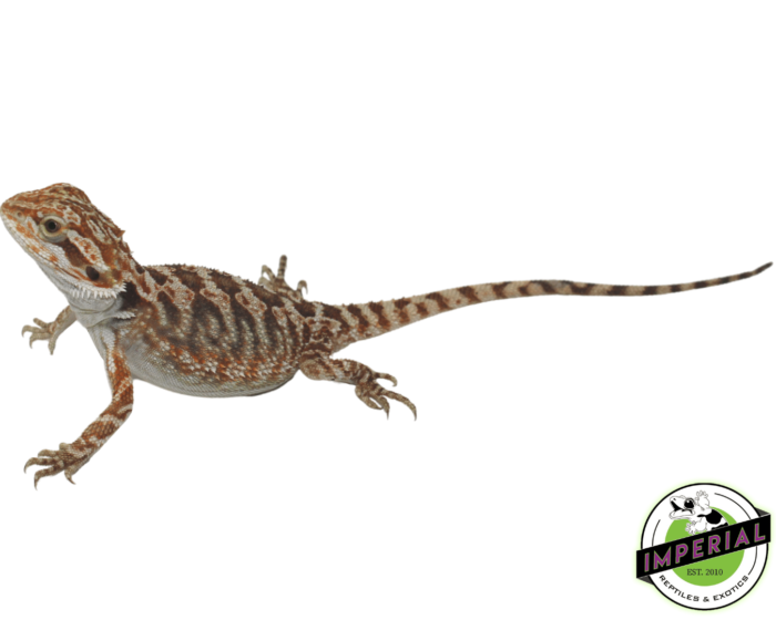 orange tiger bearded dragon for sale, buy reptiles online