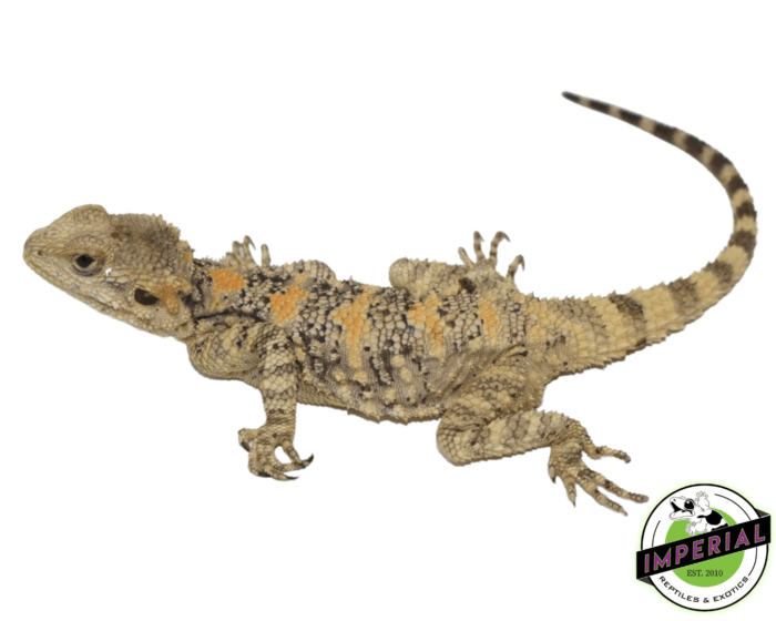 painted clown agama for sale, buy reptiles online