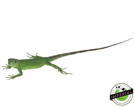 Buy Pied Pectinata iguanas for sale online at cheap prices