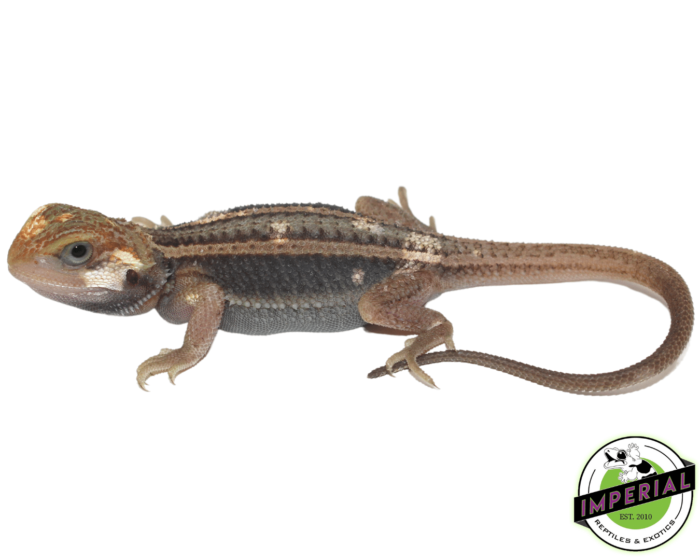 pied trans dunner bearded dragon for sale, buy reptiles online