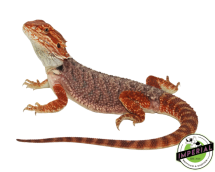 buy bearded dragons online at cheap prices