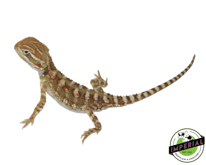 rankins dragon for sale, buy reptiles online