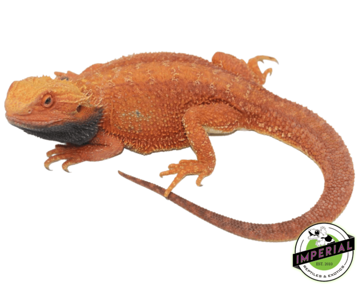 Red 100% Double Het Hypo Trans Bearded Dragon Adult Male for sale, buy reptiles online