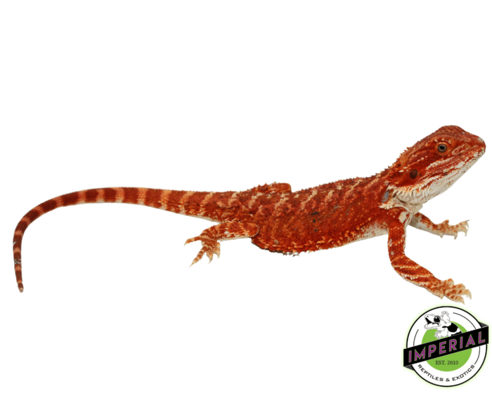 Buy Extreme Red Hypo Bearded Dragon Male