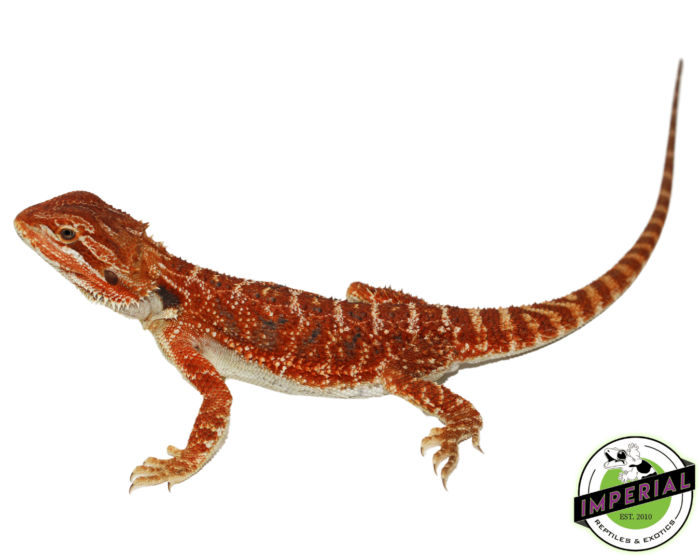 bearded dragon for sale, buy reptiles online