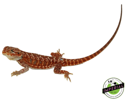 bearded dragon for sale, buy reptiles online