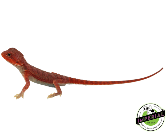 Buy Extreme Red Hypo Translucent Bearded Dragon Baby