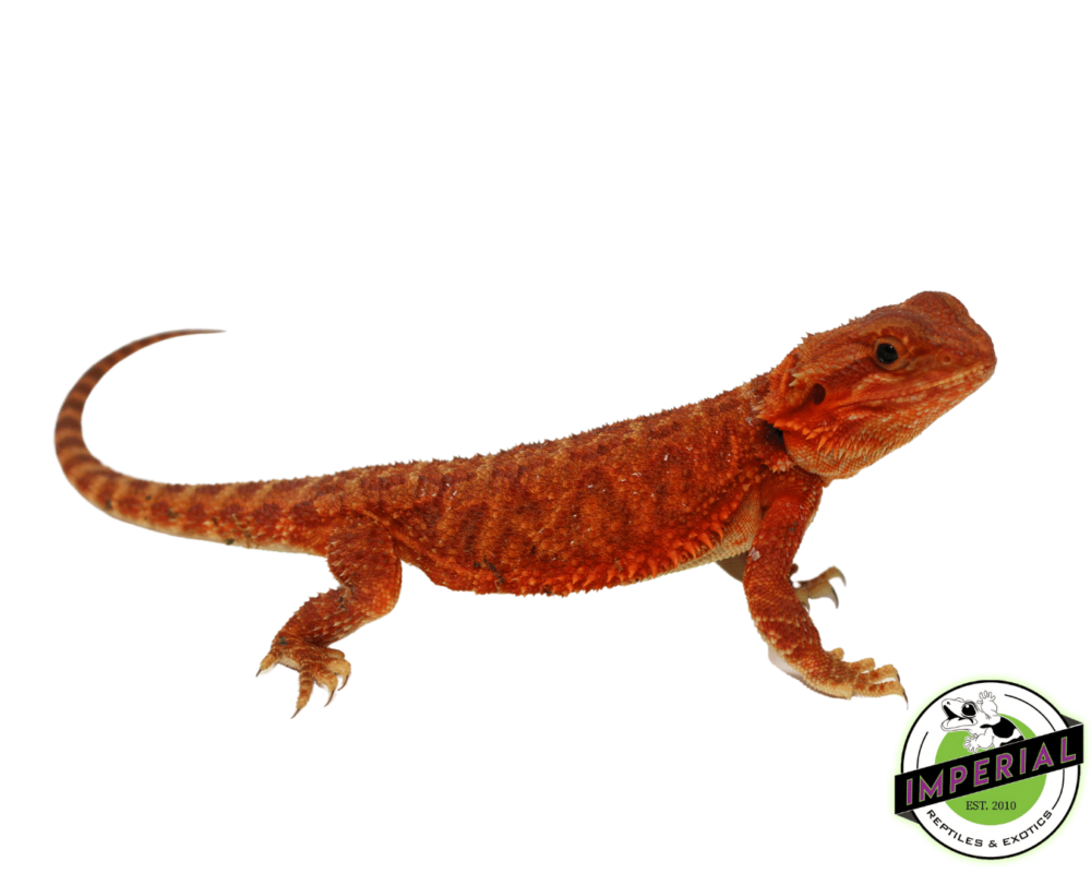 bearded dragon for sale, buy reptiles online