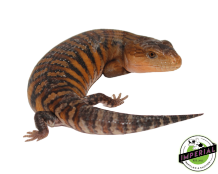 red blue tongue skink for sale, buy reptiles online