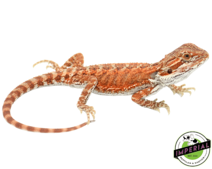 bearded dragon for sale online at cheap prices, buy bearded dragons near me