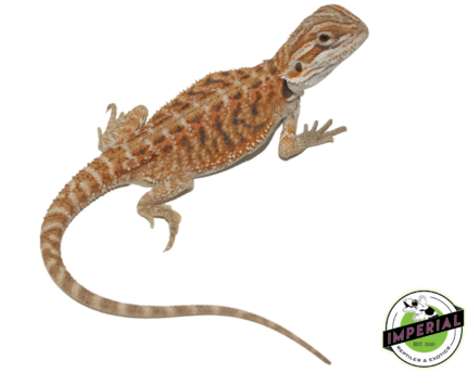 red hypo bearded dragon for sale, buy reptiles online