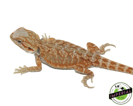 Red Hypo Leatherback Bearded Dragon for sale, buy reptiles online